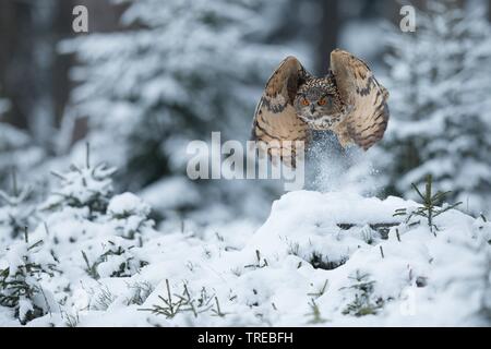 northern eagle owl (Bubo bubo), flying in winter forest, Czech Republic Stock Photo