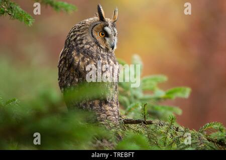 long-eared owl (Asio otus), sitting on a branch, Czech Republic Stock Photo