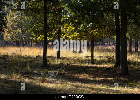 Kalmthoutse Heath in autumn, Netherlands, Brabant, Grenzpark Kalmthoutse Heide Stock Photo