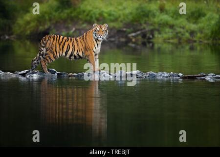 Siberian tiger, Amurian tiger (Panthera tigris altaica), walks over stones in the water, Czech Republic Stock Photo