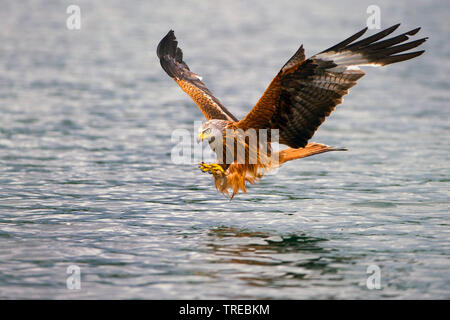 red kite (Milvus milvus), hunting, Germany, Lower Saxony, + Stock Photo
