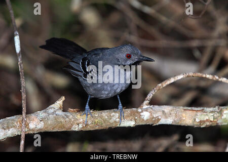 Slender Antbird (Rhopornis ardesiacus), male, Brazil Stock Photo