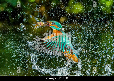 river kingfisher (Alcedo atthis), flying up with preyed fish in the bill, side view, Germany, Lower Saxony Stock Photo