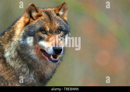 European gray wolf (Canis lupus lupus), portrait with open mouth, Finland Stock Photo