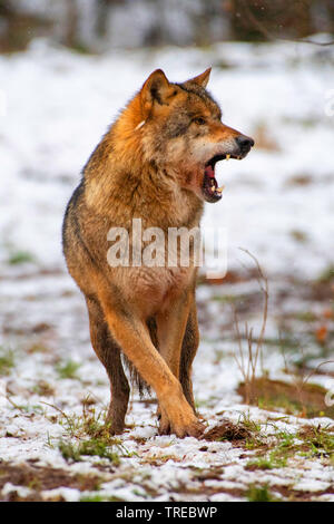 European gray wolf (Canis lupus lupus), in winter with open mouth, front view, Finland Stock Photo