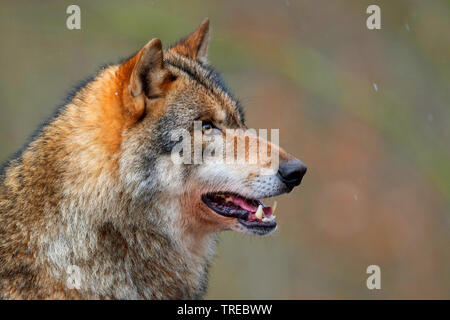 European gray wolf (Canis lupus lupus), portrait, side view, Finland Stock Photo