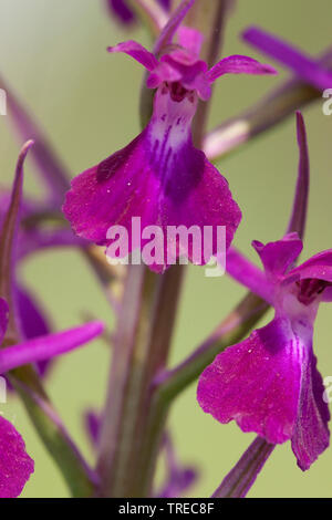 Bog orchid (Orchis palustris, Anacamptis palustris), detail of an inflorescence, Greece, Lesbos Stock Photo