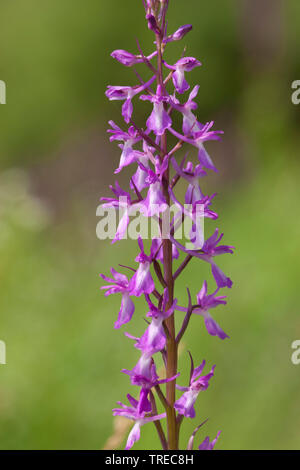 Bog orchid (Orchis palustris, Anacamptis palustris), inflorescence, Greece, Lesbos Stock Photo