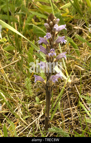 yarrow broomrape (Orobanche purpurea), blooming, Netherlands, South Holland Stock Photo