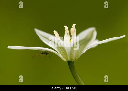 sleepydick, star of bethlehem (Ornithogalum umbellatum), single flower with insect, Netherlands, Frisia Stock Photo