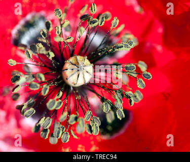 Common poppy, Corn poppy, Red poppy (Papaver rhoeas), detail of a flower, Greece, Lesbos Stock Photo