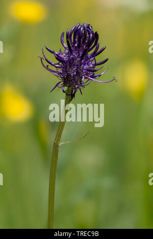 black rampion (Phyteuma nigrum), inflorescense, Germany, Eifel Stock ...