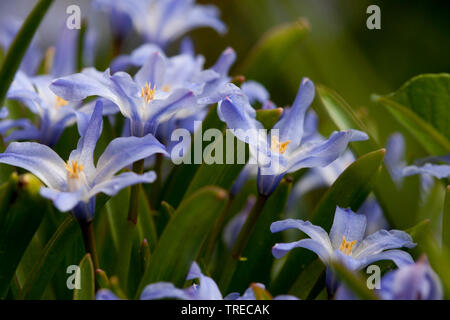 Schneeglanz, Schneestolz, Sternhyacinthe, Gewoehnliche Sternhyazinthe (Chionodoxa luciliae, Scilla luciliae, Chionodoxa luciliae), Blueten | Glory-of- Stock Photo