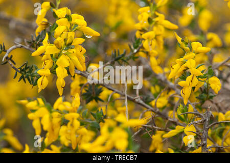 petty whin (Genista anglica), blooming, Netherlands, Northern Netherlands Stock Photo