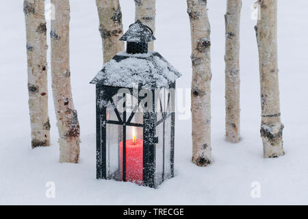 lantern with birch stems outside, Switzerland Stock Photo