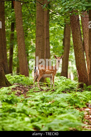 Sika deer, Tame sika deer, Tame deer (Cervus nippon), hind standing in summer coat in a forest, Germany Stock Photo