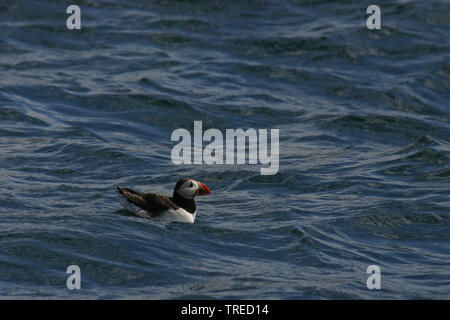 Atlantic puffin, Common puffin (Fratercula arctica), swimming, side view, United Kingdom, England, Northumberland, Farne Islands Stock Photo