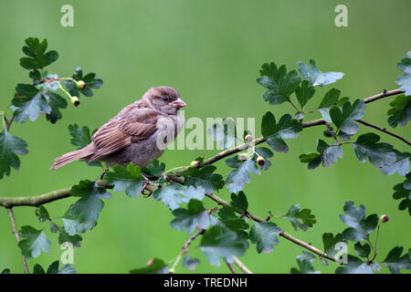 house sparrow (Passer domesticus), juvenile sitting on a hawthorn, Netherlands, Gelderland Stock Photo
