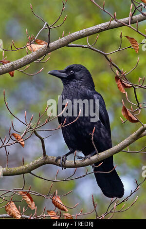 Carrion crow (Corvus corone, Corvus corone corone), sits on a branch, Germany Stock Photo