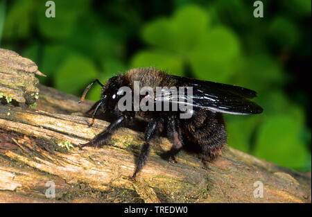 Violet carpenter bee (Xylocopa violacea), male, Germany Stock Photo