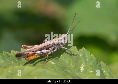 Field grasshopper, Common field grasshopper (Chorthippus brunneus, Glyptobothrus brunneus, Chorthippus bicolor, Stauroderus brunneus), male, Germany Stock Photo