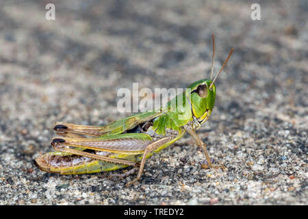 common meadow grasshopper (Chorthippus parallelus, Chorthippus longicornis, Pseudochorthippus parallelus), female, Germany Stock Photo