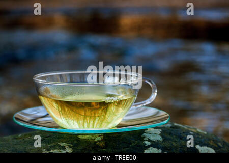 tea made from fresh leaves of stinging nettle, chickweed and goosegrass, Germany Stock Photo