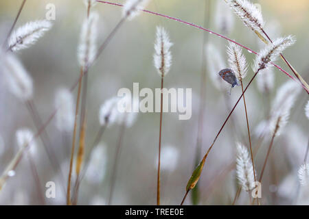common blue (Polyommatus icarus), at a blade of grass, Italy Stock Photo