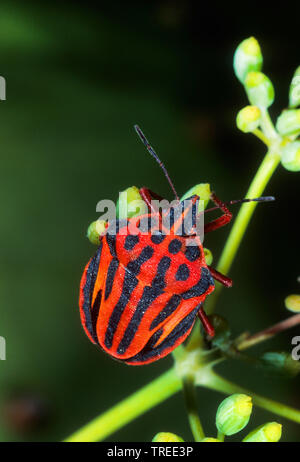 bug (Graphosoma semipunctatum), sitting at a plant, view from above, Germany Stock Photo