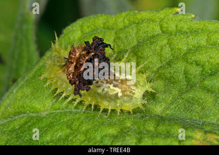 green tortoise beetle (Cassida viridis), larva, has camouflaged itself with material from the environment, Germany Stock Photo