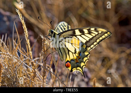 Old World Swallowtail, common yellow swallowtail (Papilio machaon), sitting at a grain ear, side view, Germany Stock Photo