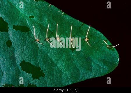 Water Stick Insect, Long-bodied Water Scorpion, Needle Bug (Ranatra linearis), eggs, Germany Stock Photo