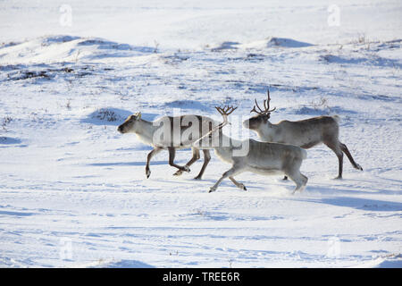 European reindeer, European caribou (Rangifer tarandus tarandus), three running reindeers in the snow, side view, Norway, Varanger Peninsula Stock Photo