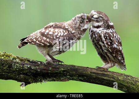 little owl (Athene noctua), adult bird feeding young bird on a branch, side view, Belgium