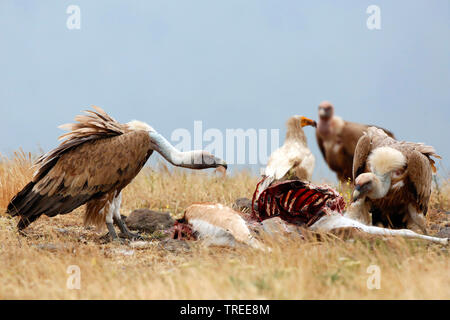 griffon vulture (Gyps fulvus), eating griffon vultures at a cadaver, Bulgaria Stock Photo