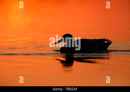 mallard (Anas platyrhynchos), on water at sunset, Netherlands, South Holland Stock Photo