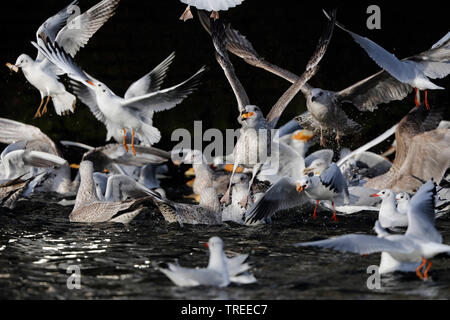 herring gull (Larus argentatus), excited flock foraging on the water, Netherlands, South Holland Stock Photo