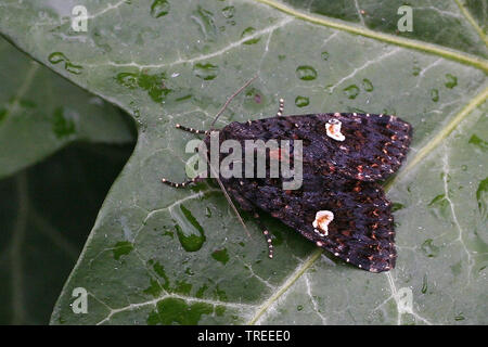 dot moth (Melanchra persicariae, Polia persicariae, Mamestra persicariae), top view, Netherlands Stock Photo