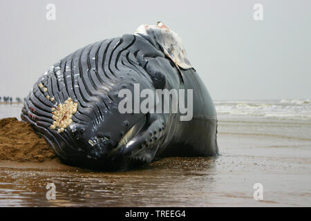 humpback whale (Megaptera novaeangliae), washed up cadaver on a beach, front view, Netherlands Stock Photo