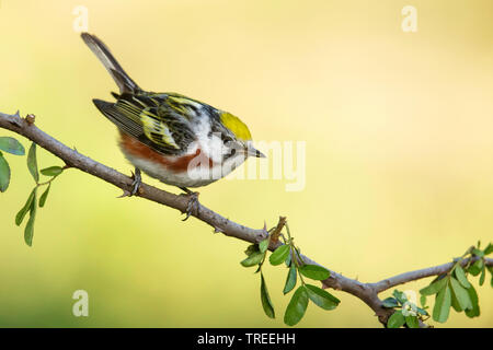 Chestnut-sided Warbler (Setophaga pensylvanica), male on a branch, USA, Colorado Stock Photo