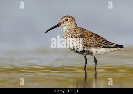 dunlin (Calidris alpina pacifica/hudsonia), Adult in transition to breeding, USA, Texas Stock Photo