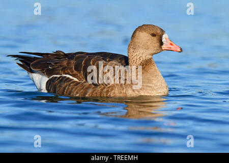 Tundra Greater White-fronted Goose (Anser albifrons frontalis, Anser frontalis), swimming, USA, California Stock Photo