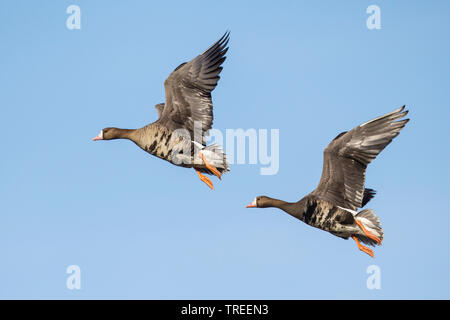 Tundra Greater White-fronted Goose (Anser albifrons frontalis, Anser frontalis), two flying Tundra greater white-fronted geese, side view, USA, California Stock Photo