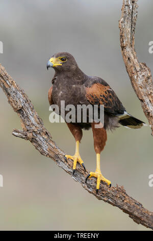 harris' hawk (Parabuteo unicinctus harrisi), female sitting on a branch, USA, Texas Stock Photo