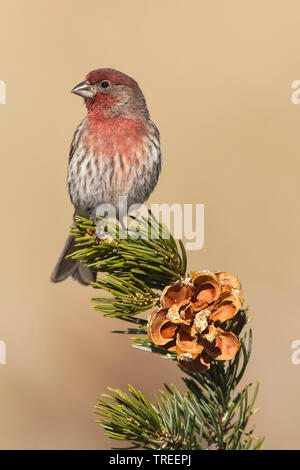 House finch (Carpodacus mexicanus), male on a twig, USA, New Mexico Stock Photo