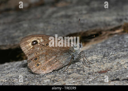 Large Wall Brown, Wood-nymph (Lasiommata maera), sits on a stone, Austria, Hohe Tauern National Park Stock Photo