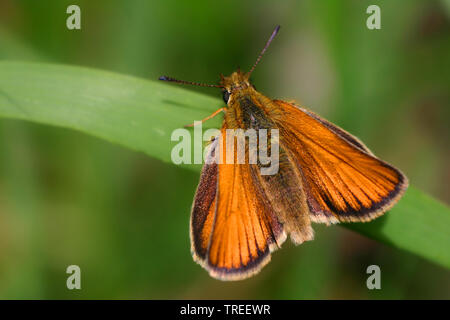 small skipper (Thymelicus sylvestris, Thymelicus flavus), sitting on grass, Netherlands Stock Photo