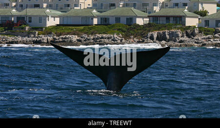 Southern right whale tail fluke Stock Photo - Alamy