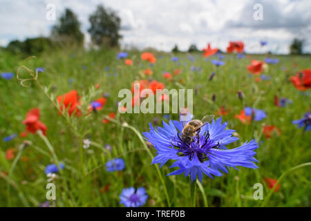 honey bee, hive bee (Apis mellifera mellifera), sitting on a cornflower, Germany Stock Photo