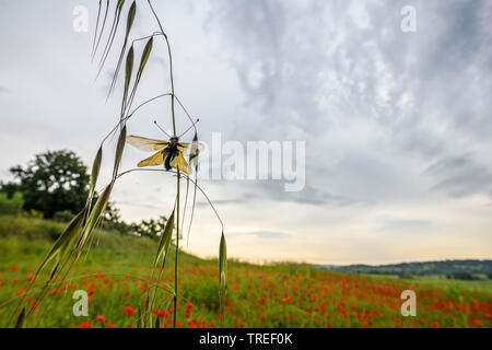 Owly sulphur (Libelloides coccajus, Libelloides coccaius, Ascalaphus libelluloides), sits on a cornstalk, France, Provence Stock Photo